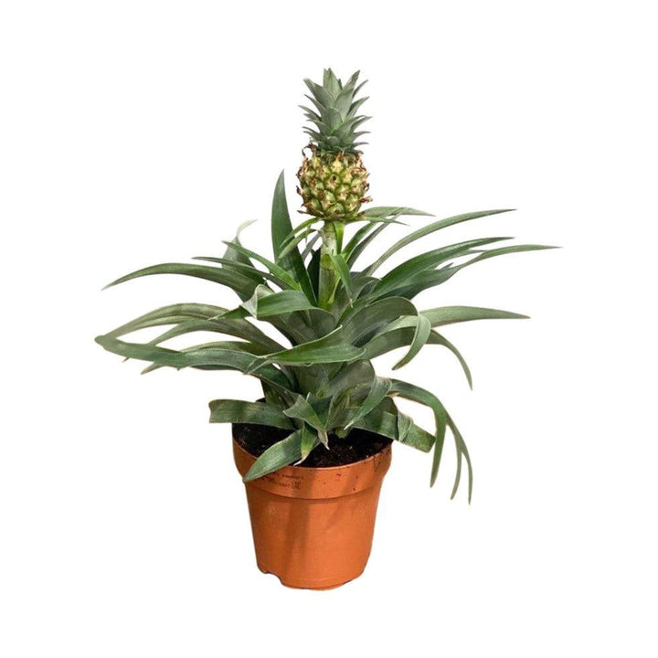 asda pineapple plant 2019 Ananas Pineapple Plant Mi Amigo | House Plant