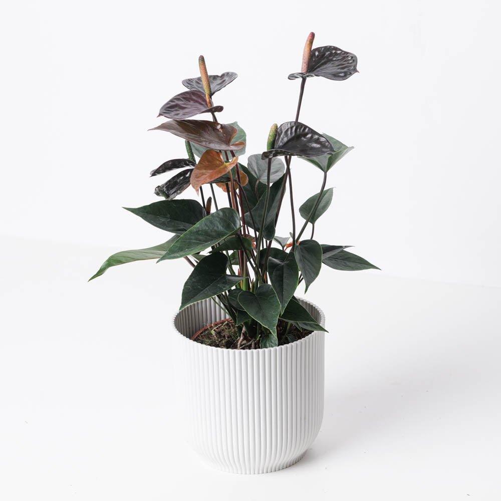 Anthurium andraeanum x 'Black Love' - House of Kojo