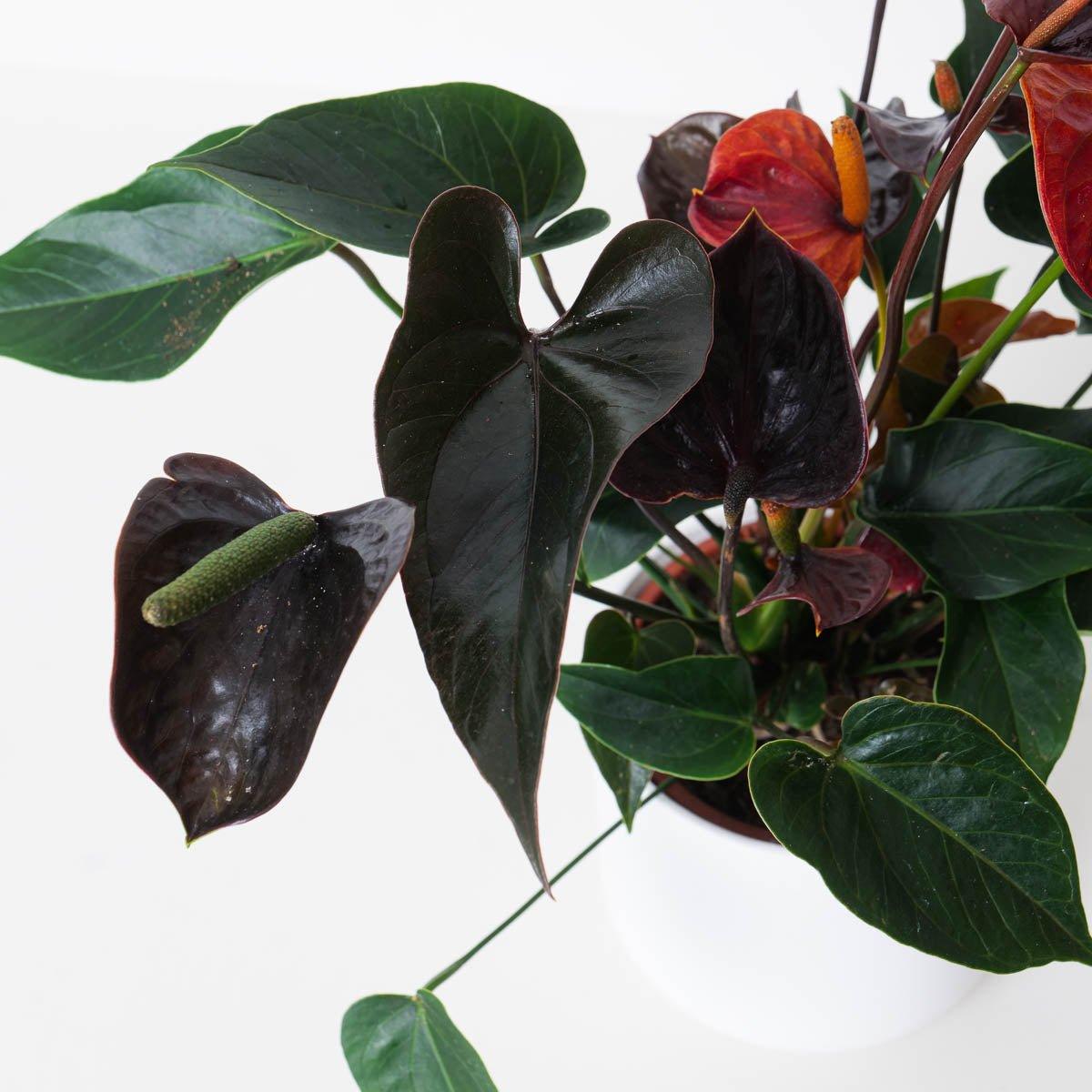 Anthurium andraeanum x 'Black Love'