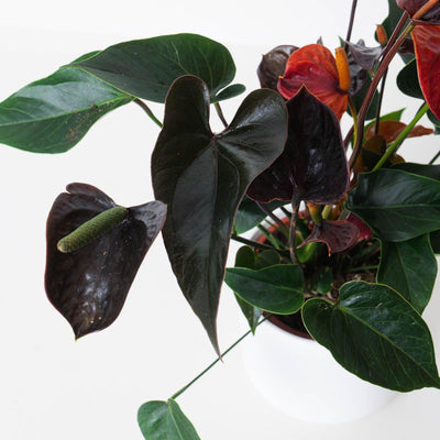 Anthurium andraeanum x 'Black Love' - House of Kojo