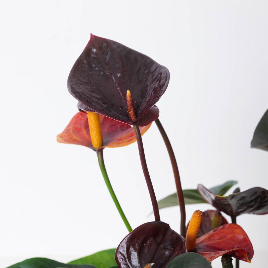 anthurium d'amour Anthurium andraeanum x 'Black Love'