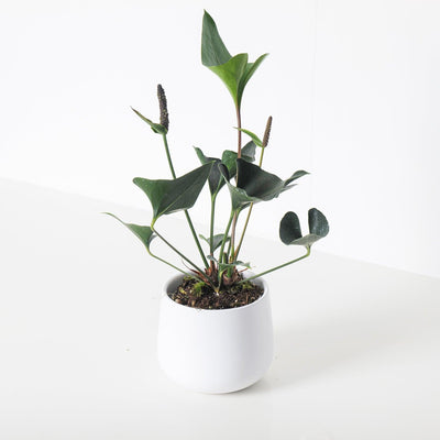 anthurium red arrow Anthurium 'Arrow'