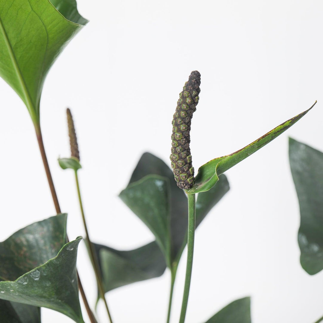 Anthurium 'Arrow'
