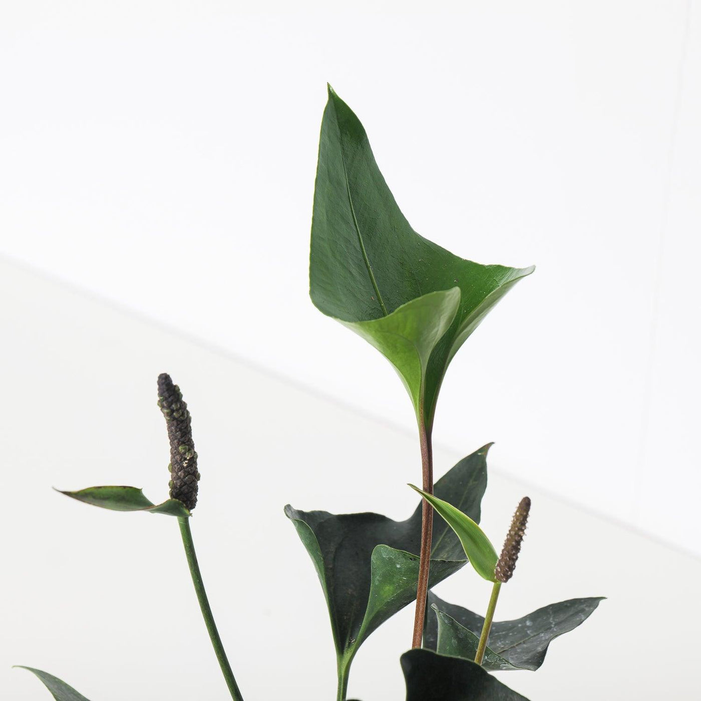 Anthurium 'Arrow' - House of Kojo