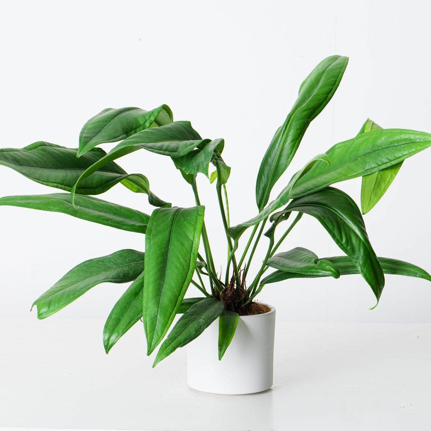 anthurium bakeri Anthurium Bakeri