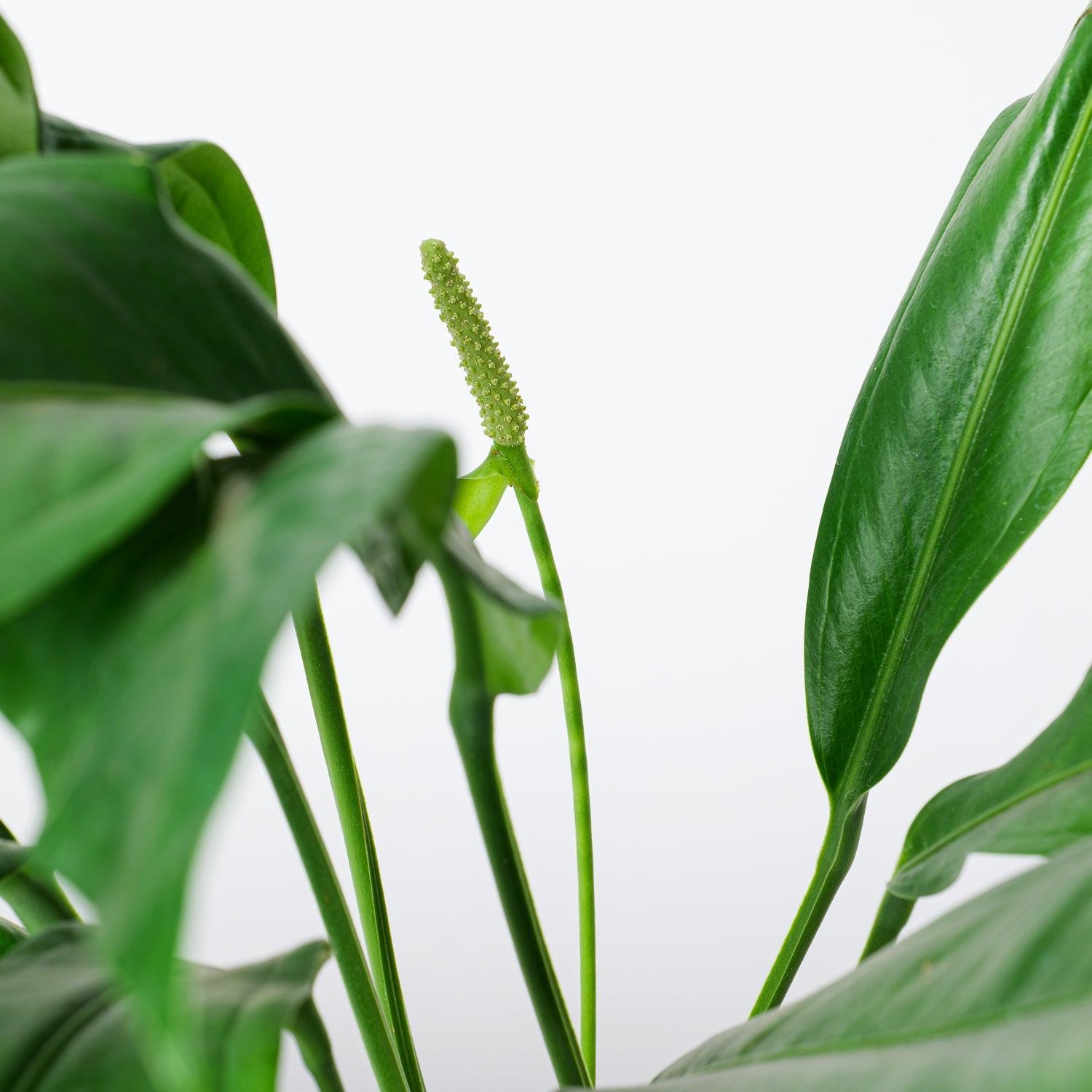 Anthurium Bakeri