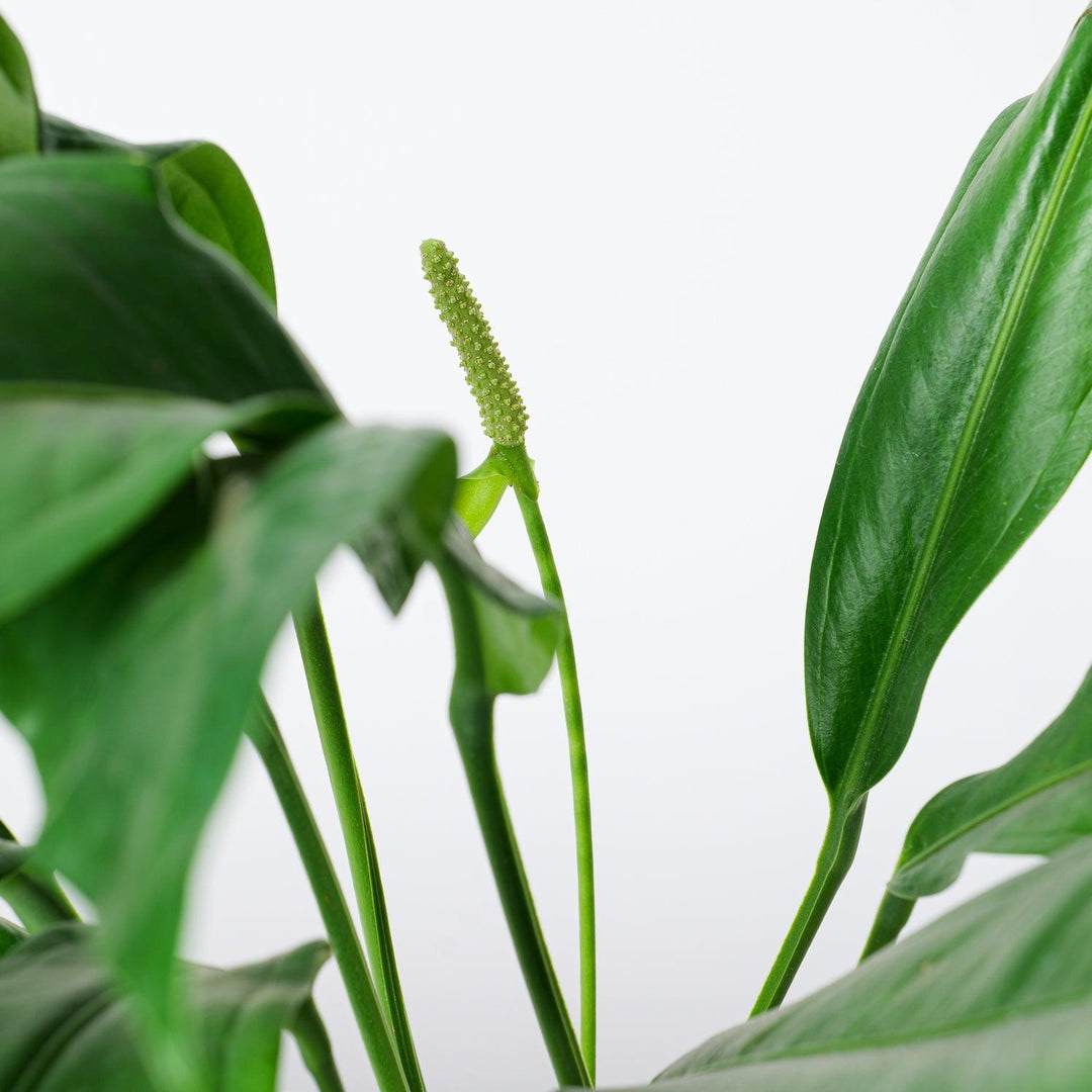 anthurium bakeri common name Anthurium Bakeri