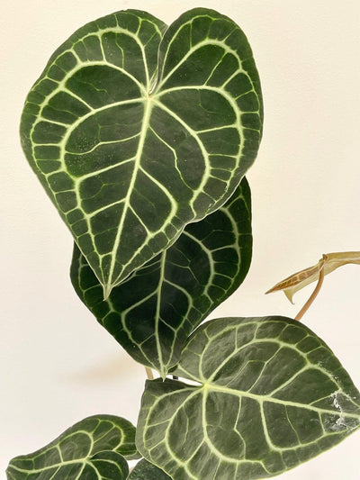 Anthurium Clarinervium - House of Kojo