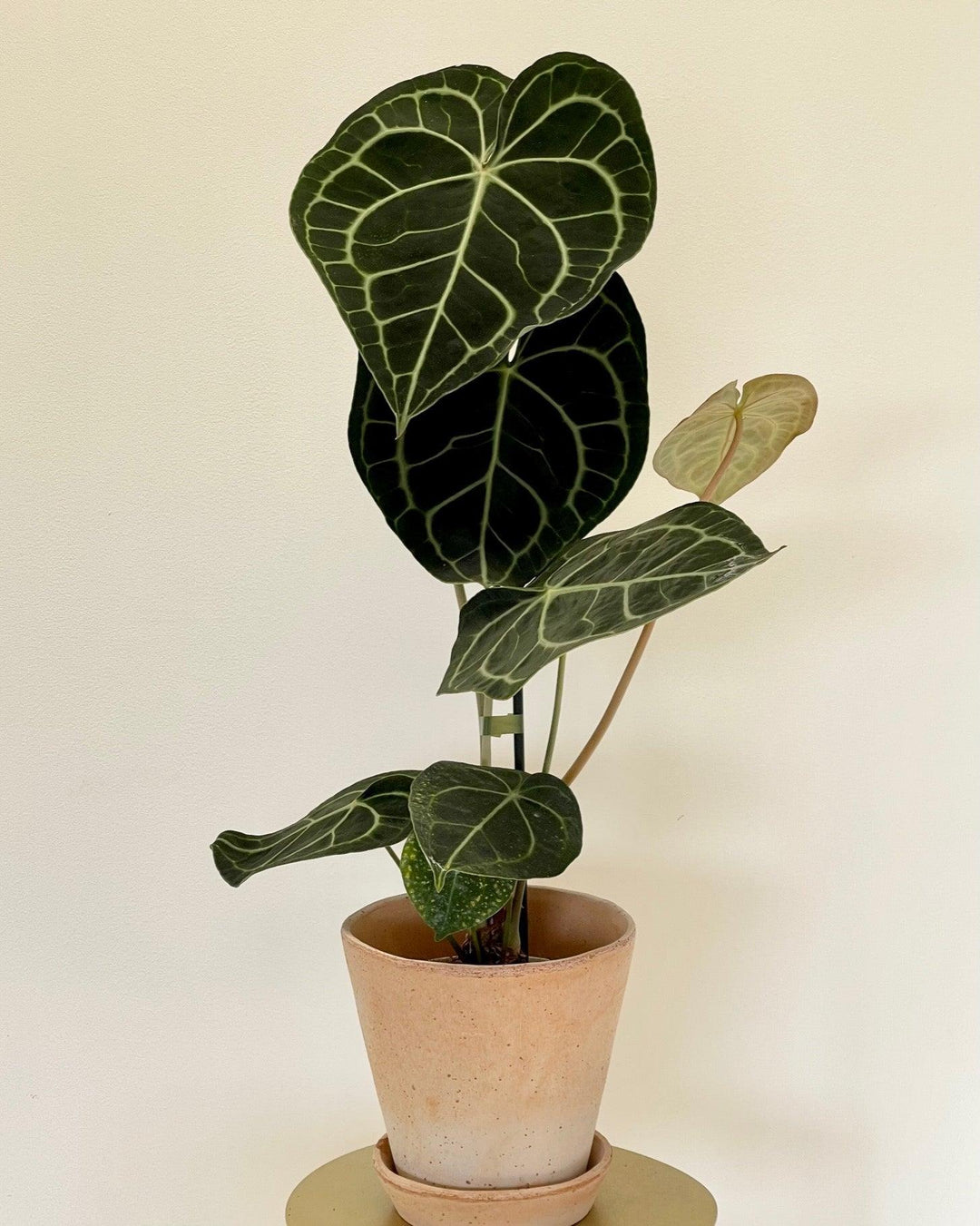 anthurium-clarinervium-