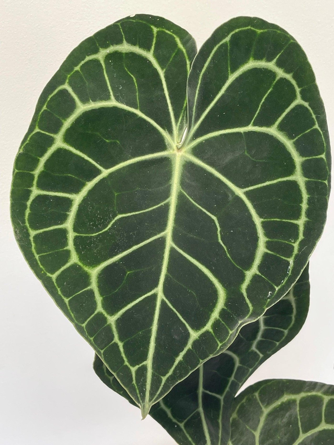 Anthurium Clarinervium - House of Kojo