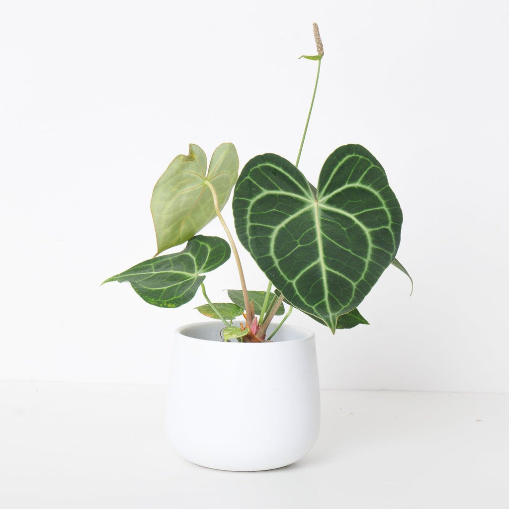 anthurium claniverium Anthurium Clarinervium Hybrid