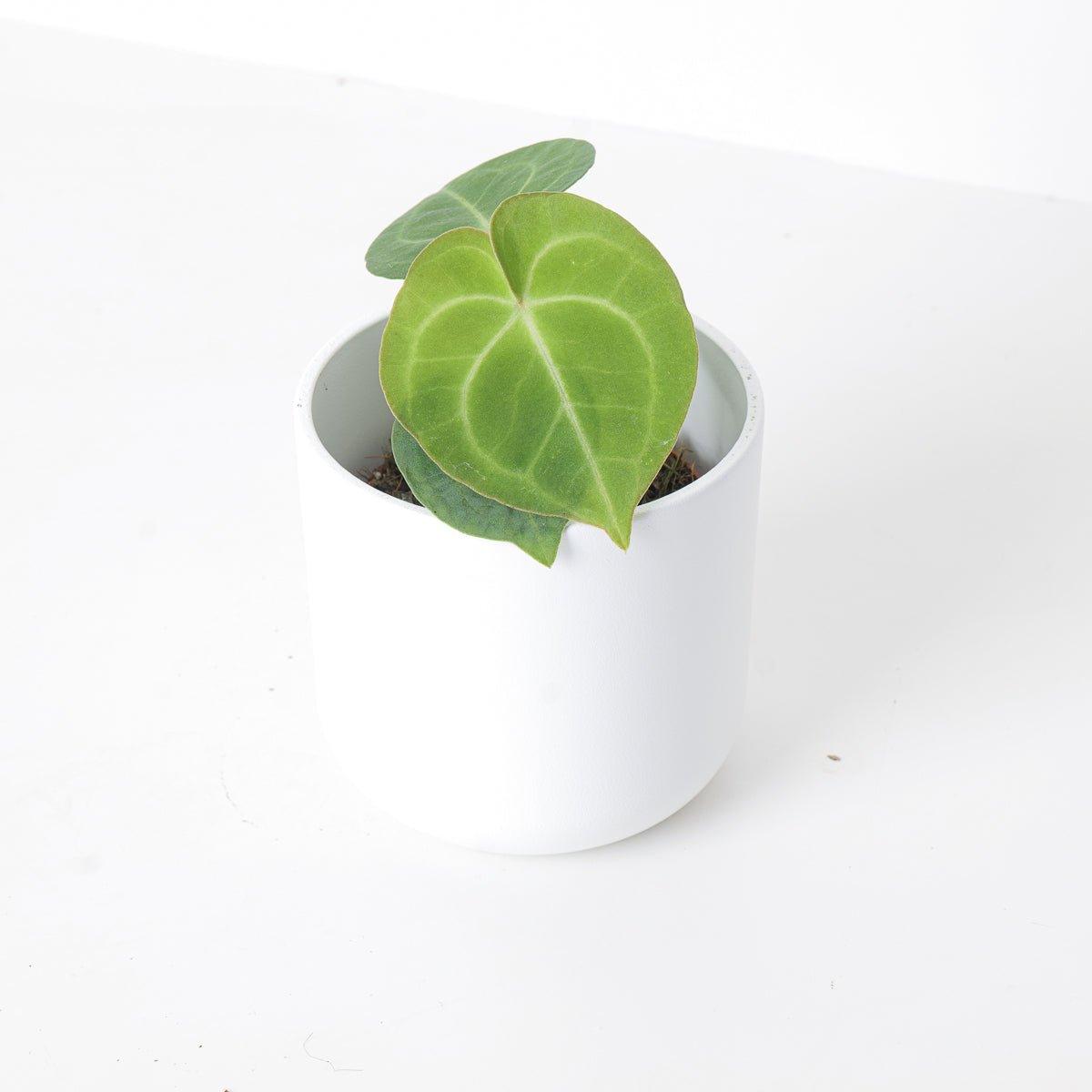 Anthurium Clarinervium Hybrid - House of Kojo