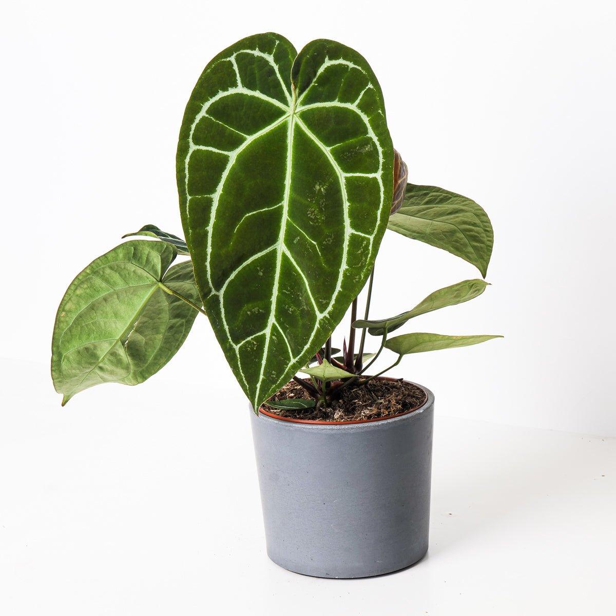 Imperfect Anthurium Crystallinum - House of Kojo