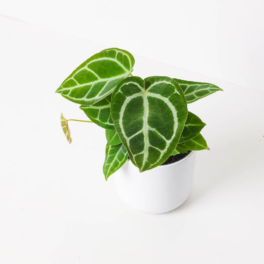 Imperfect Anthurium Crystallinum - House of Kojo