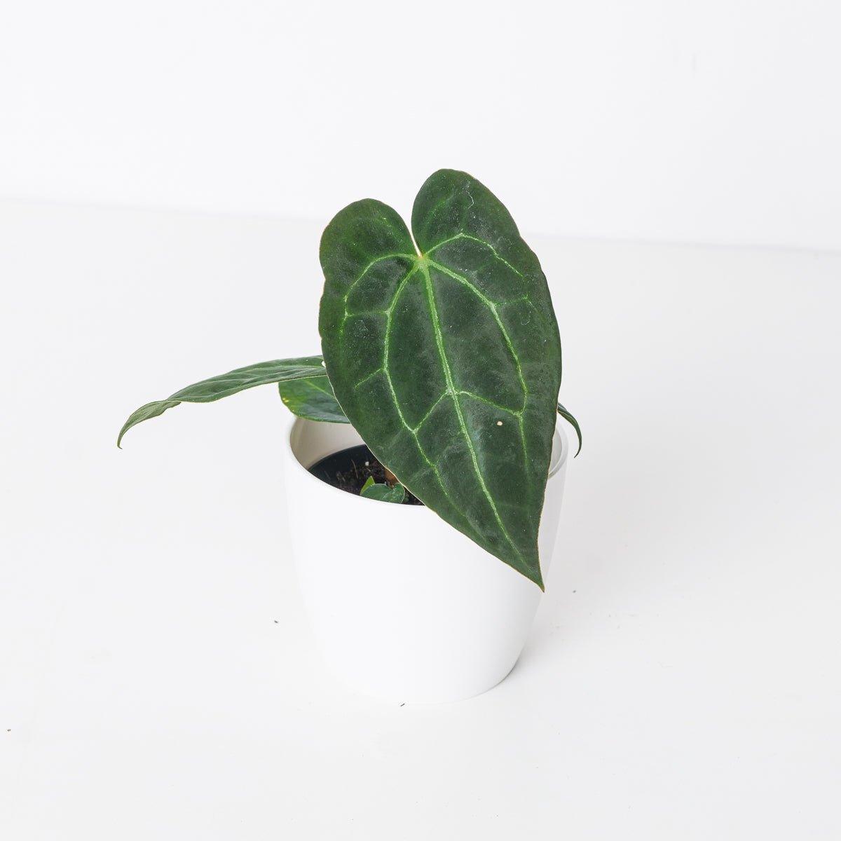 Anthurium Crystallinum 'Dark Form' - House of Kojo