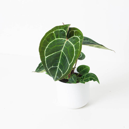 Anthurium Crystallinum Flourite - House of Kojo