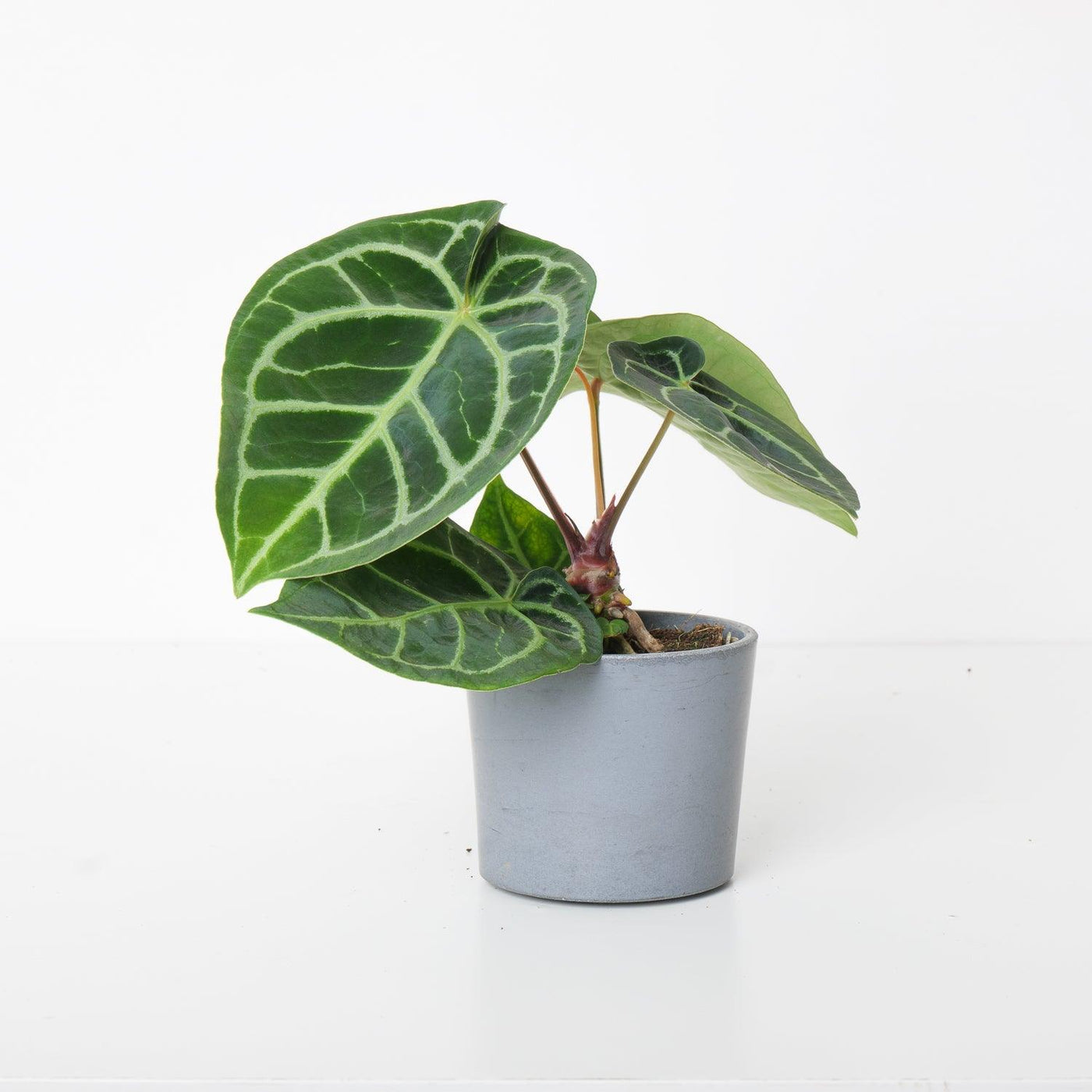 Anthurium Crystallinum Hybrid - House of Kojo