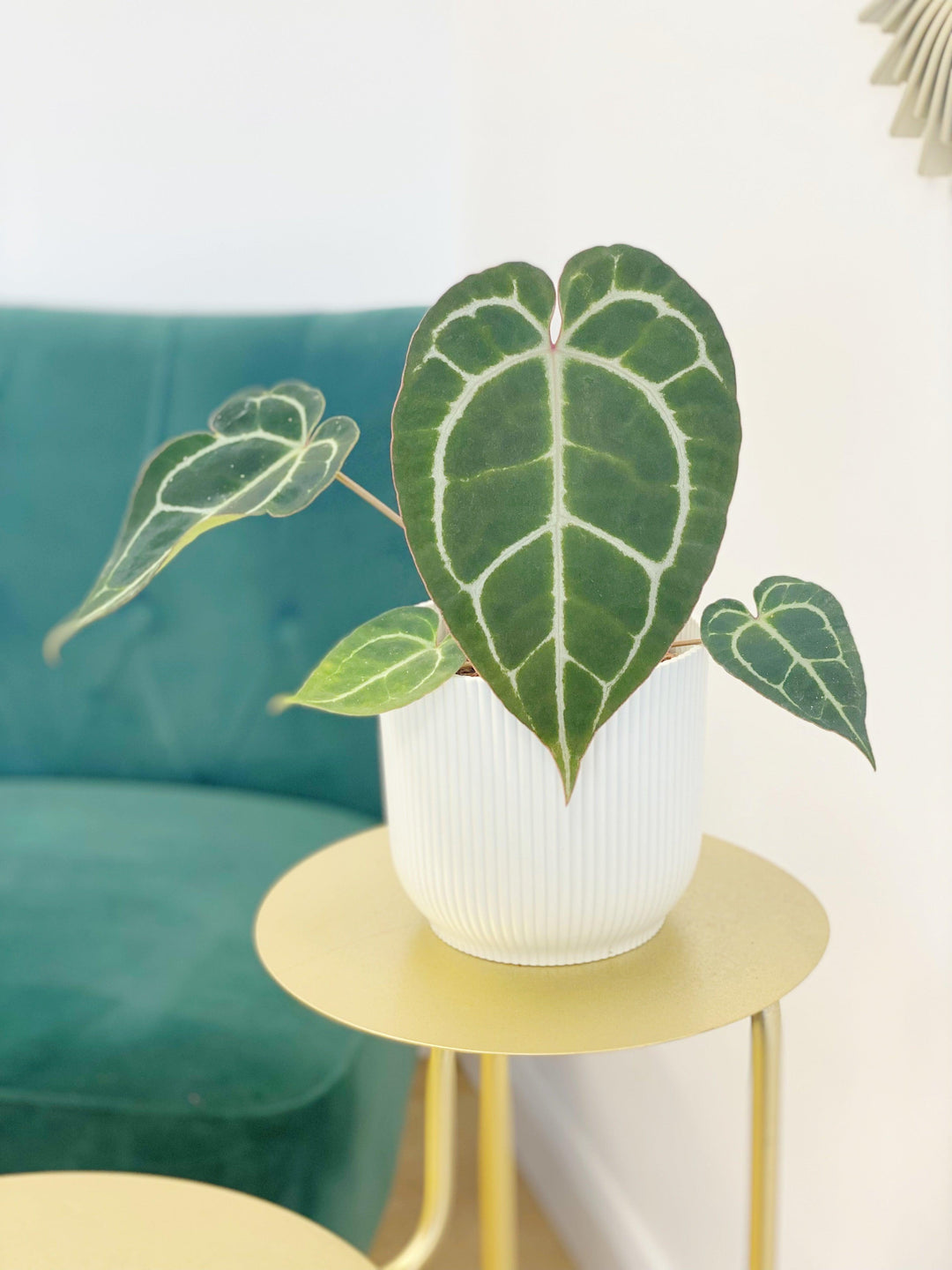 Anthurium Crystallinum Silver Blush | Indoor Plants and Accessories  House  of Kojo