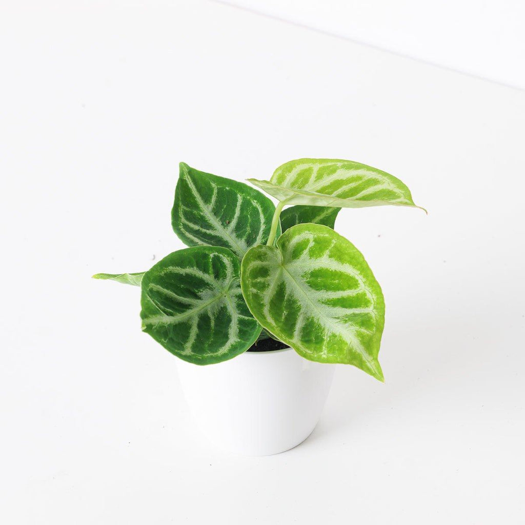 anthurium dorayaki care Anthurium 'Dorayaki'