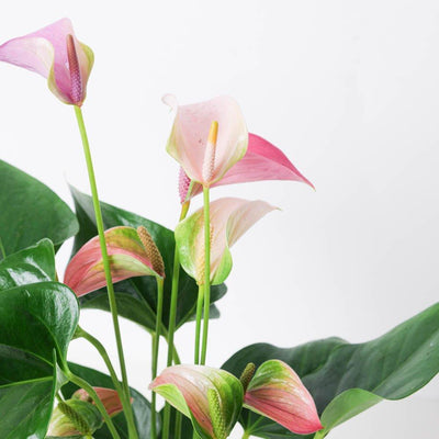 Anthurium 'Karma Duo' - House of Kojo