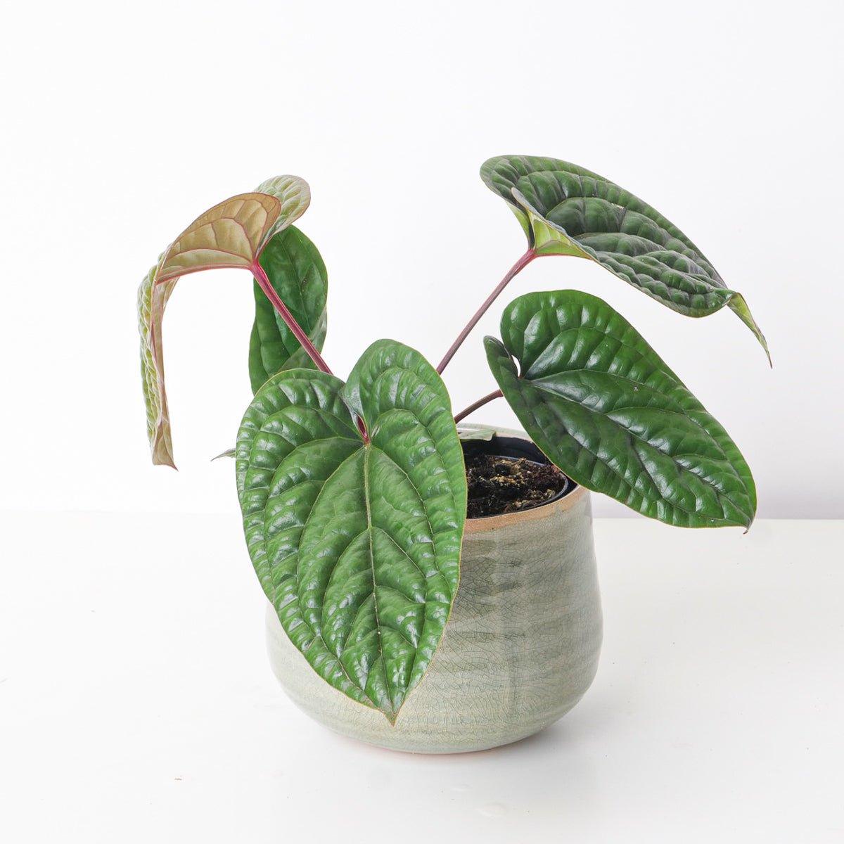 Anthurium Luxurians x Radicans - House of Kojo