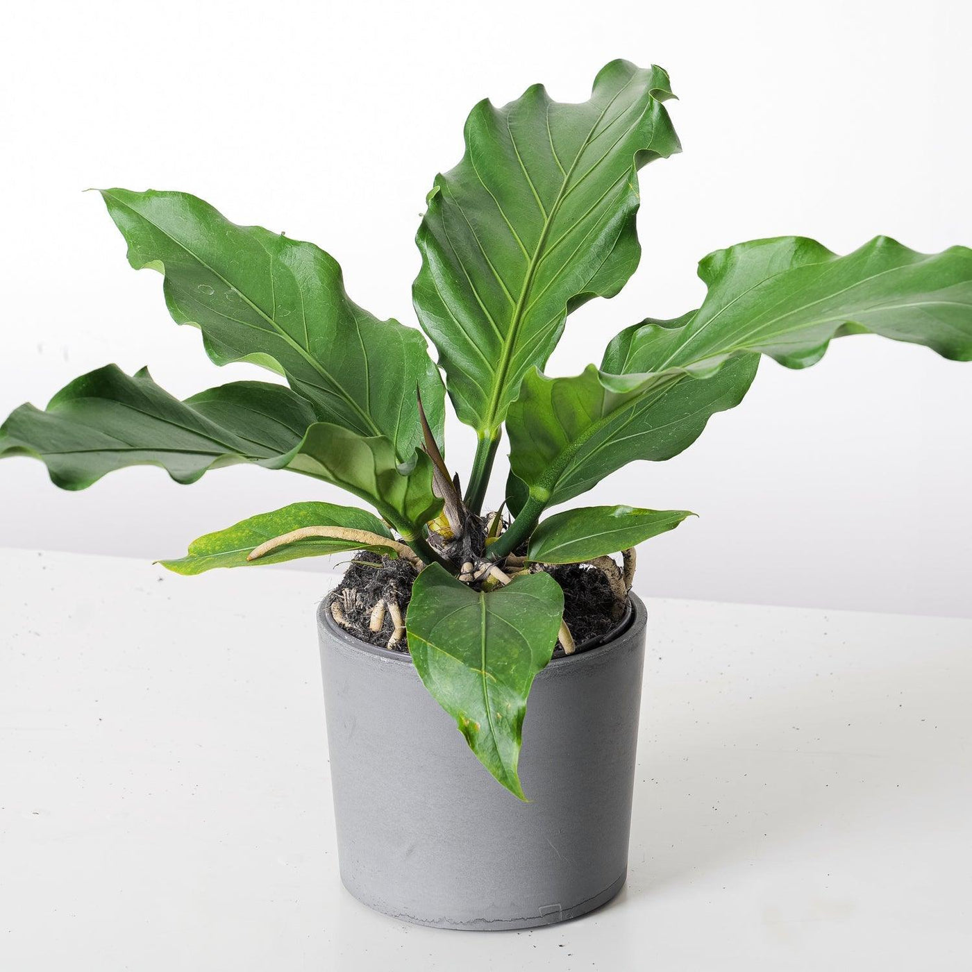 Anthurium Plowmanii Storm - House of Kojo