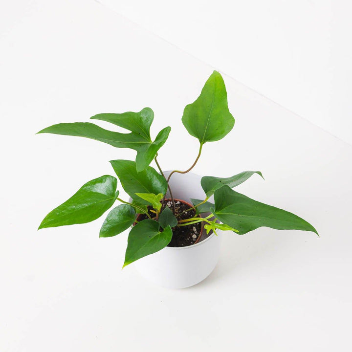 Anthurium podophyllum