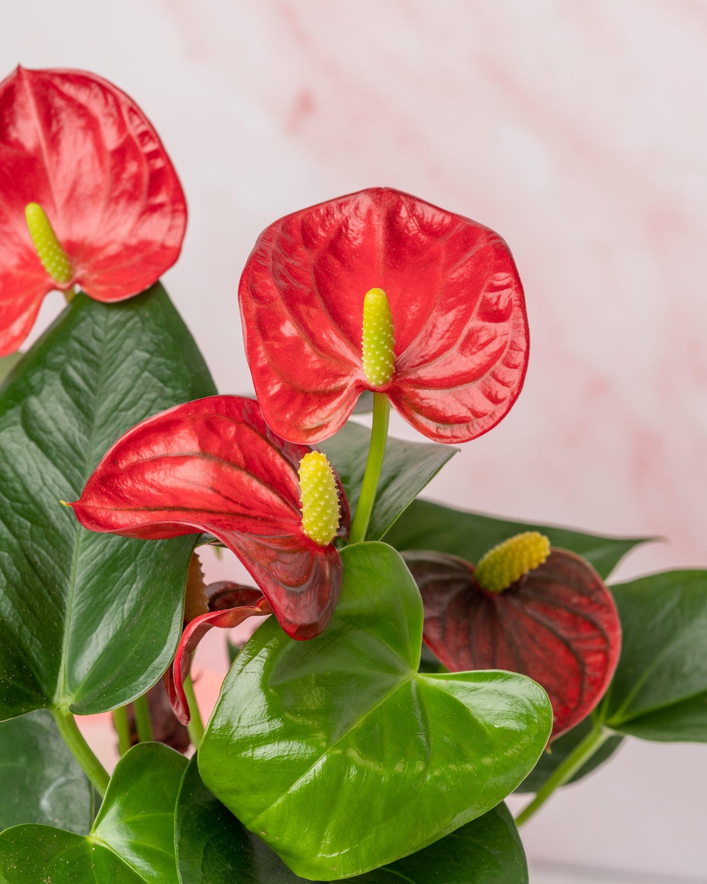 Anthurium Red Diamond - House of Kojo