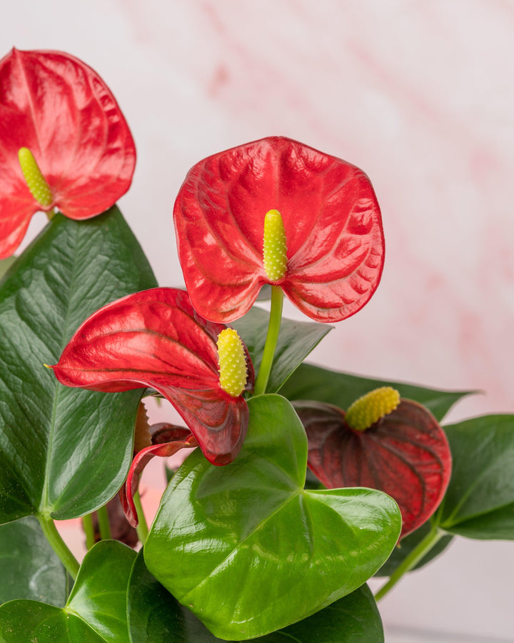 Anthurium Red Diamond