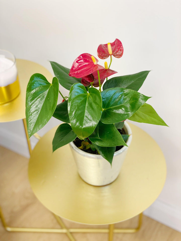 anthurium treasure bowl plant Anthurium Red Diamond