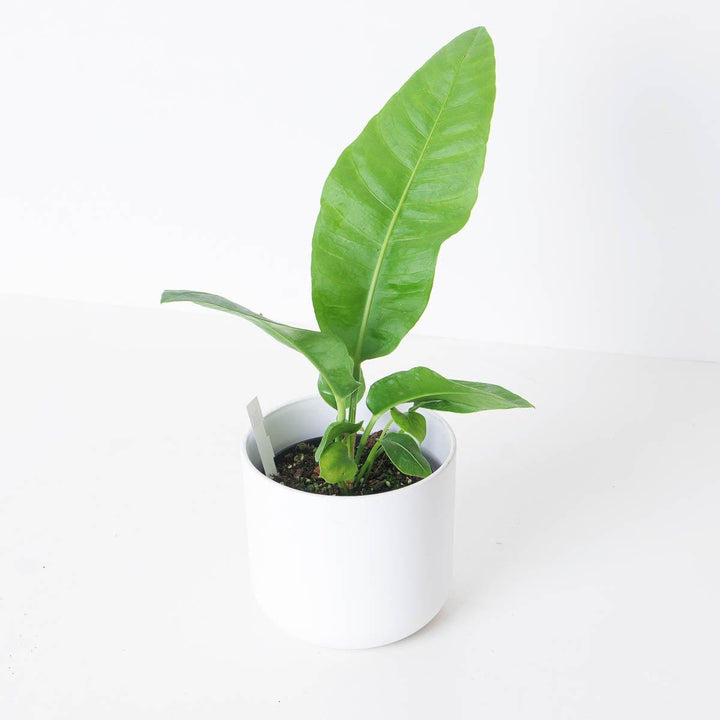 anthurium decoware canister Anthurium sp. Birdsnest