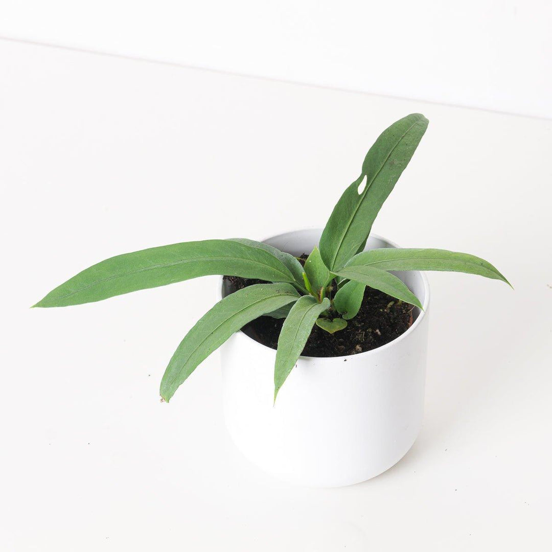 Anthurium vittariifolium