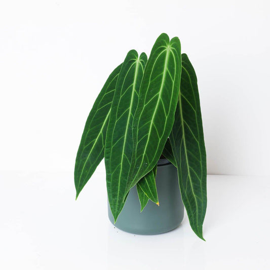 Imperfect Anthurium warocqueanum | Queen Anthurium - House of Kojo