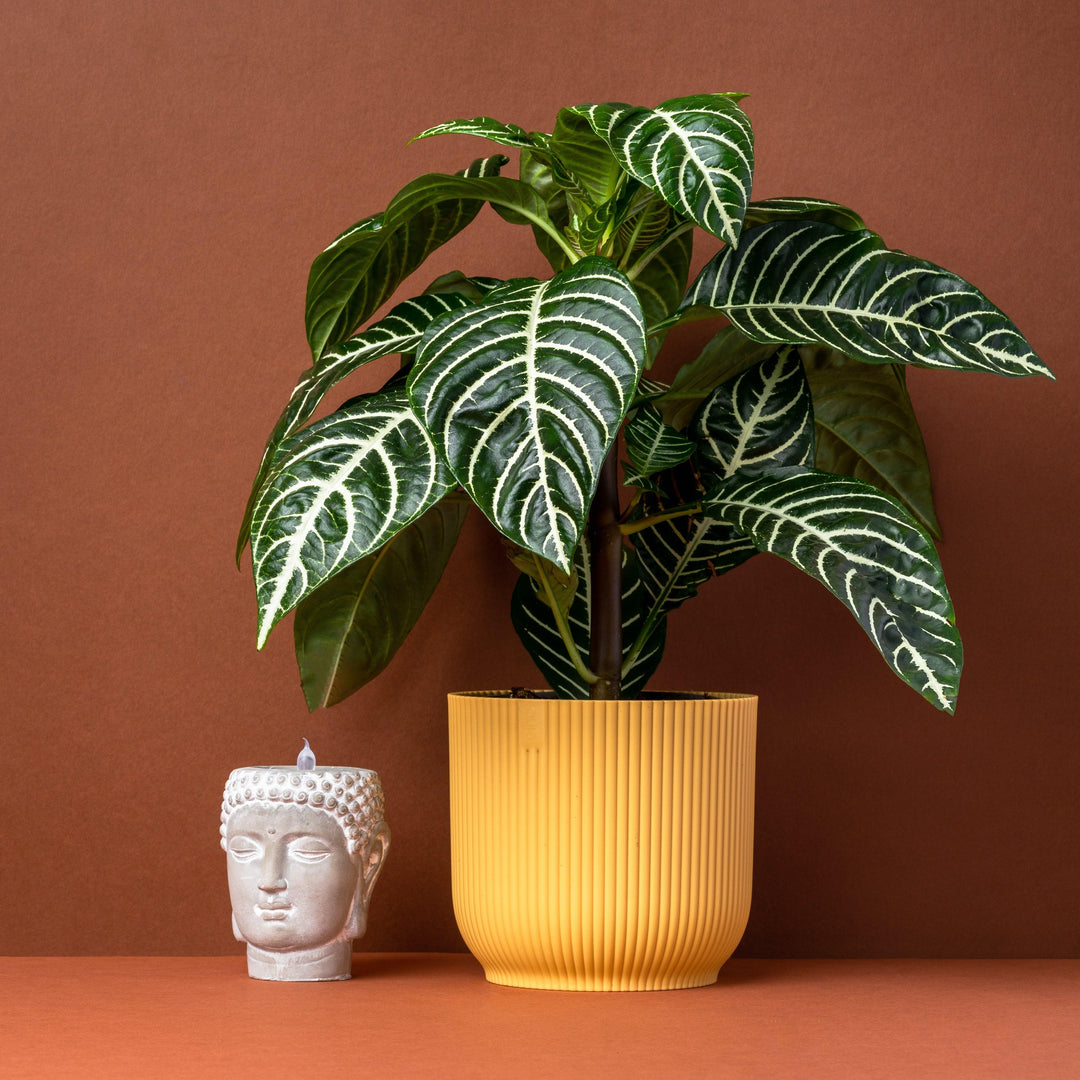 Aphelandra Squarrosa Botanica | Zebra Plant