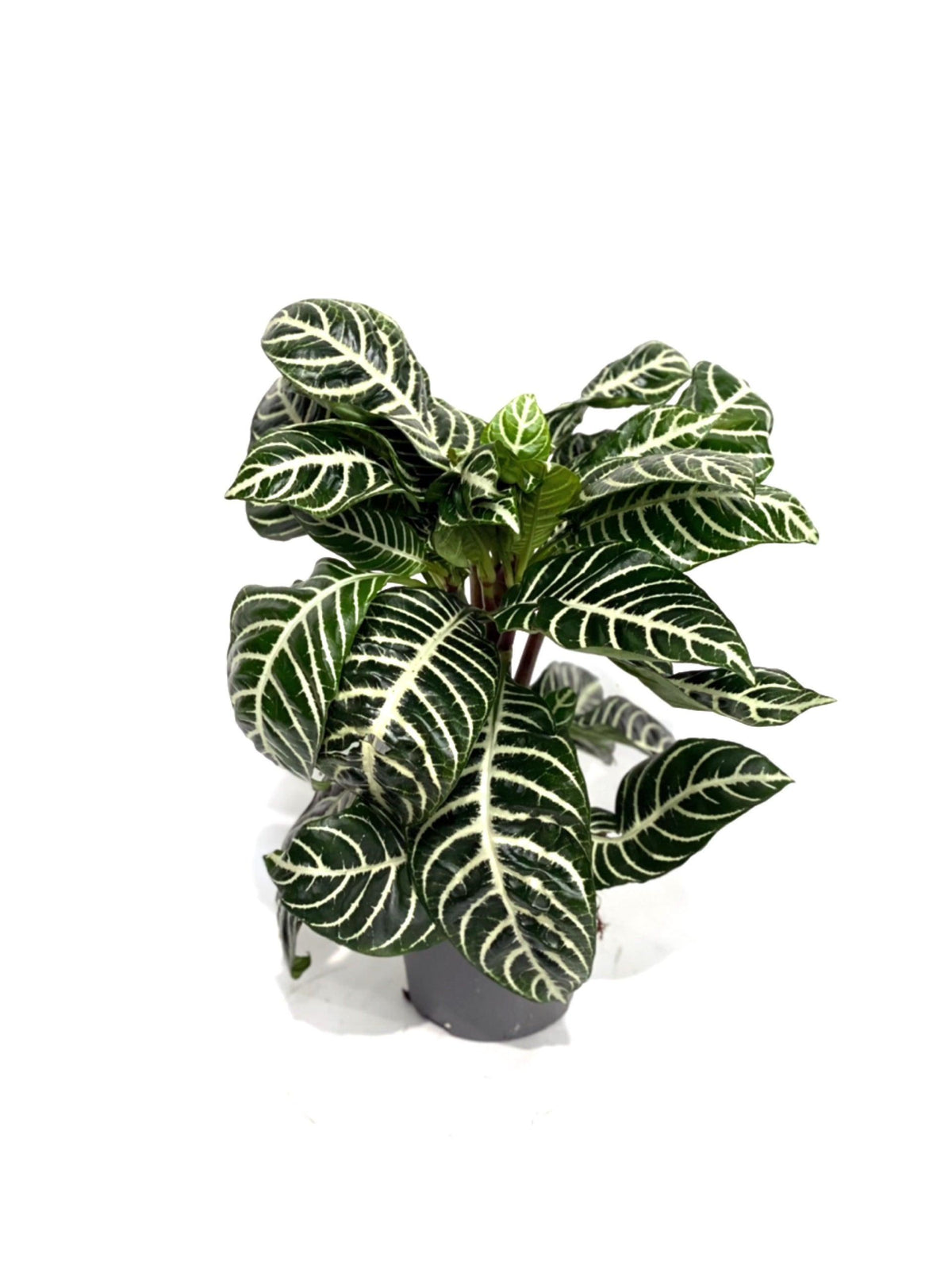 Aphelandra Squarrosa Botanica | Zebra Plant - House of Kojo