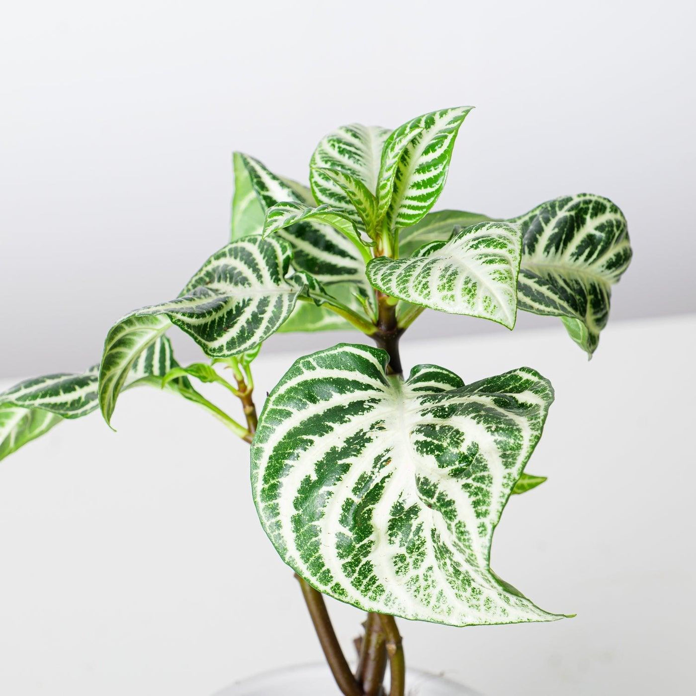 Aphelandra Squarrosa Curly White - House of Kojo