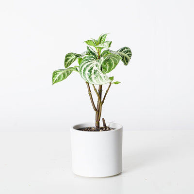 Aphelandra Squarrosa Curly White - House of Kojo