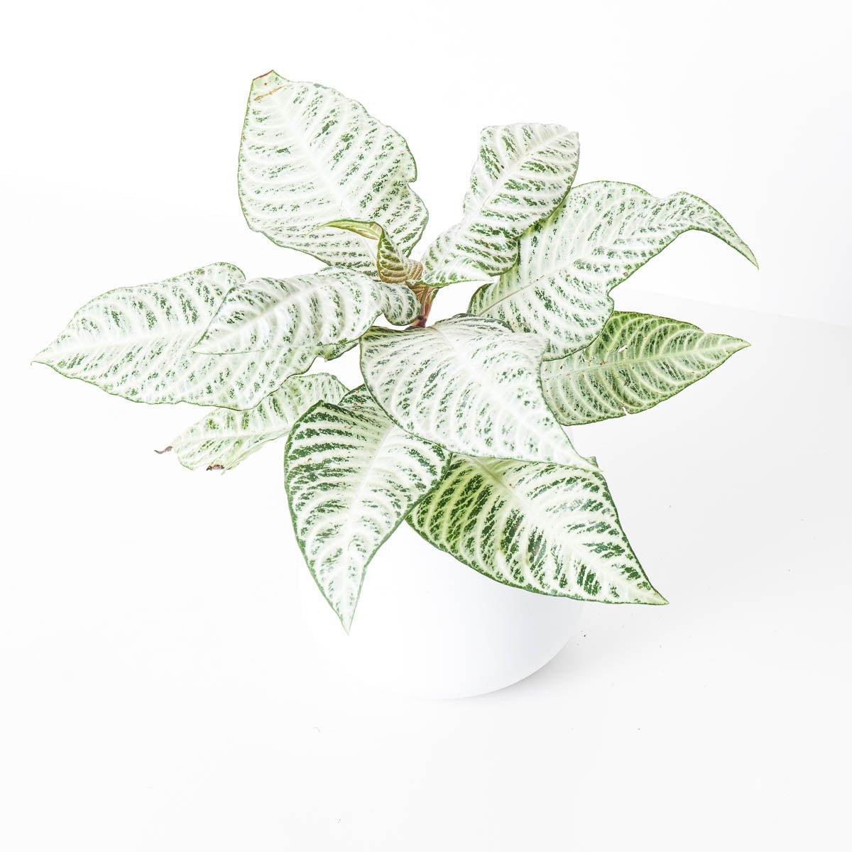 Aphelandra Squarrosa White Wash - House of Kojo