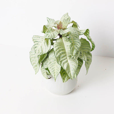 Aphelandra Squarrosa White Wash - House of Kojo