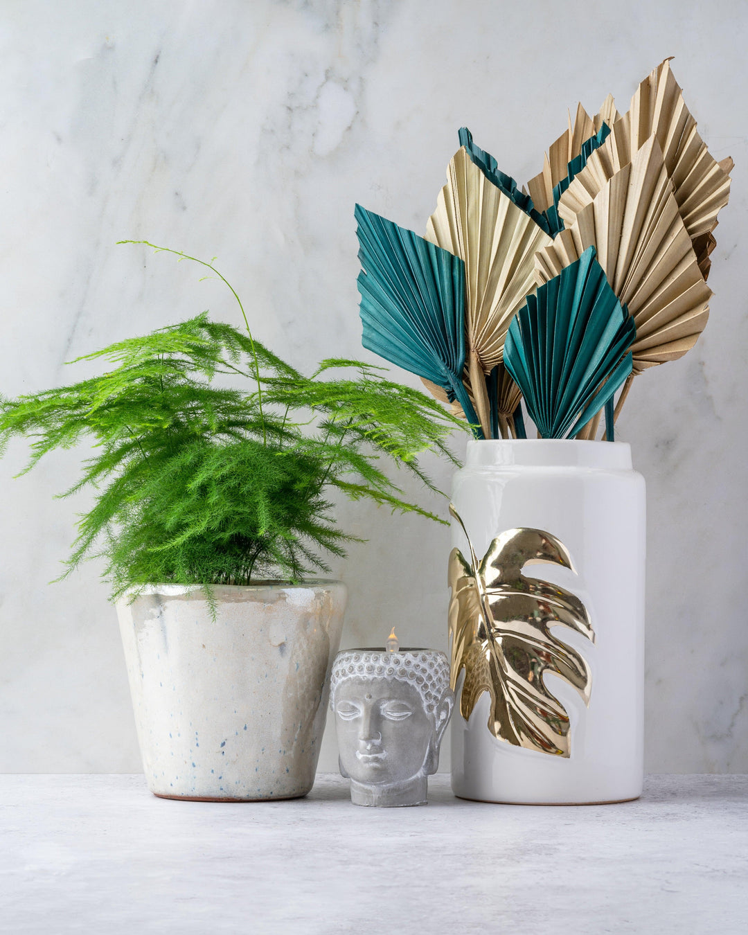asparagus looking succulent Asparagus Setaceus Plumosus | Asparagus Lace Fern