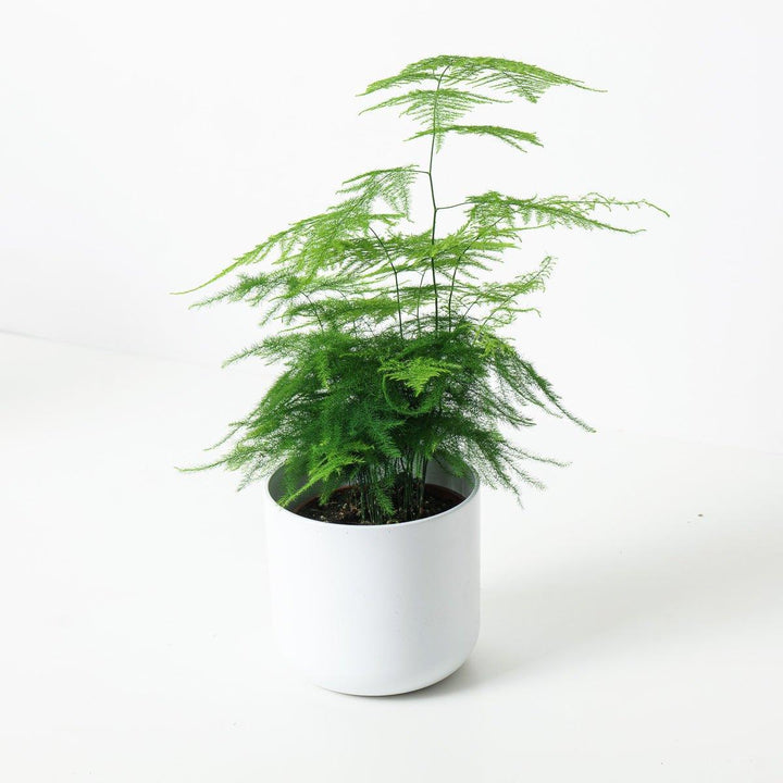 asparagus fern house plant Asparagus Setaceus Plumosus | Asparagus Lace Fern