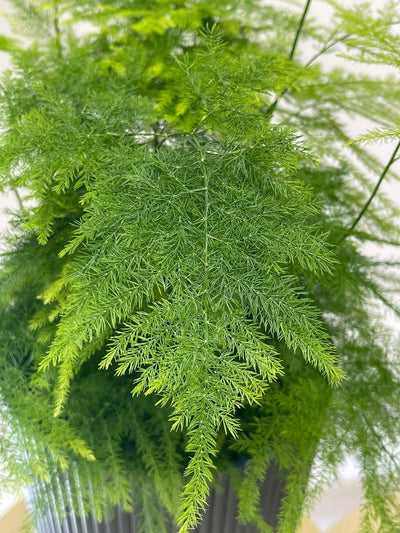 Asparagus Setaceus Plumosus | Asparagus Lace Fern - House of Kojo