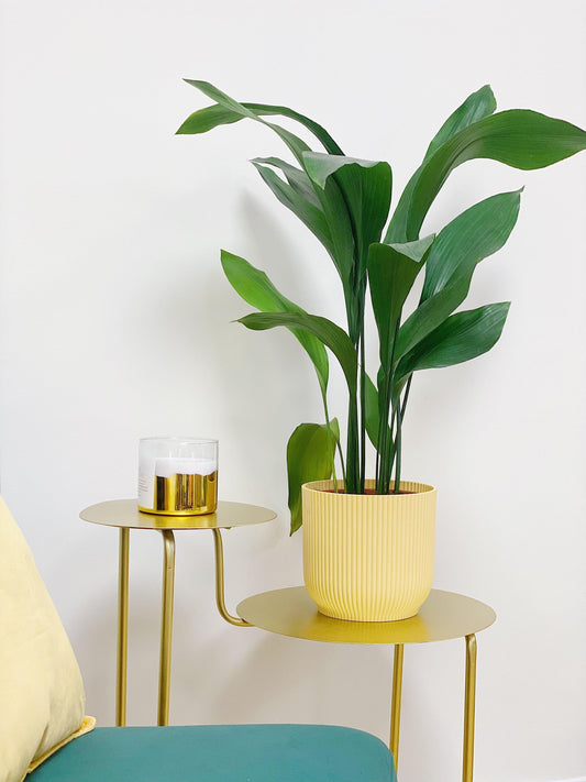 Aspidistra Elatior Cast Iron Plant - House of Kojo