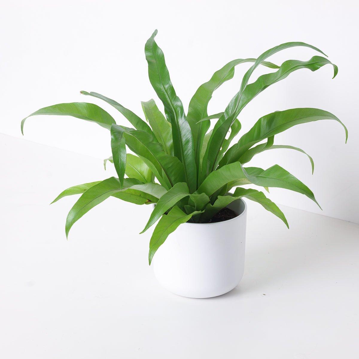 Asplenium Antiquum | Birds Nest Fern - House of Kojo