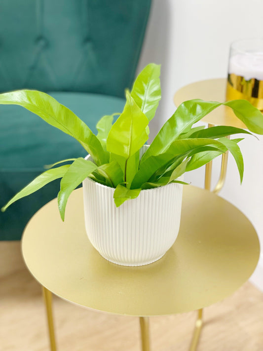 Asplenium Antiquum | Birds Nest Fern - House of Kojo