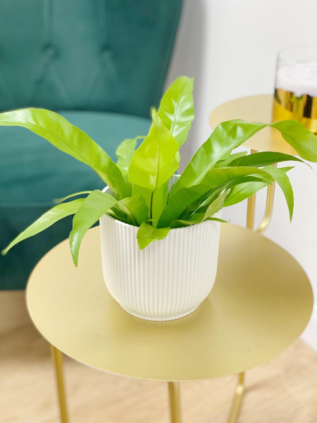 asplenium antiquum bird's nest fern Asplenium Antiquum | Birds Nest Fern