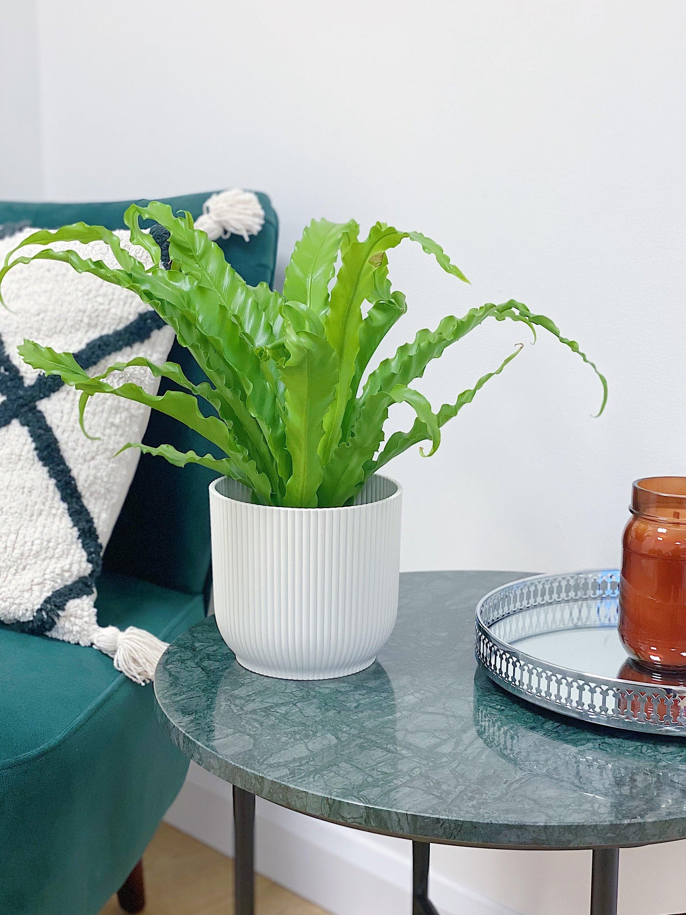 birds nest fern osaka Asplenium Antiquum Osaka | Birds Nest Fern