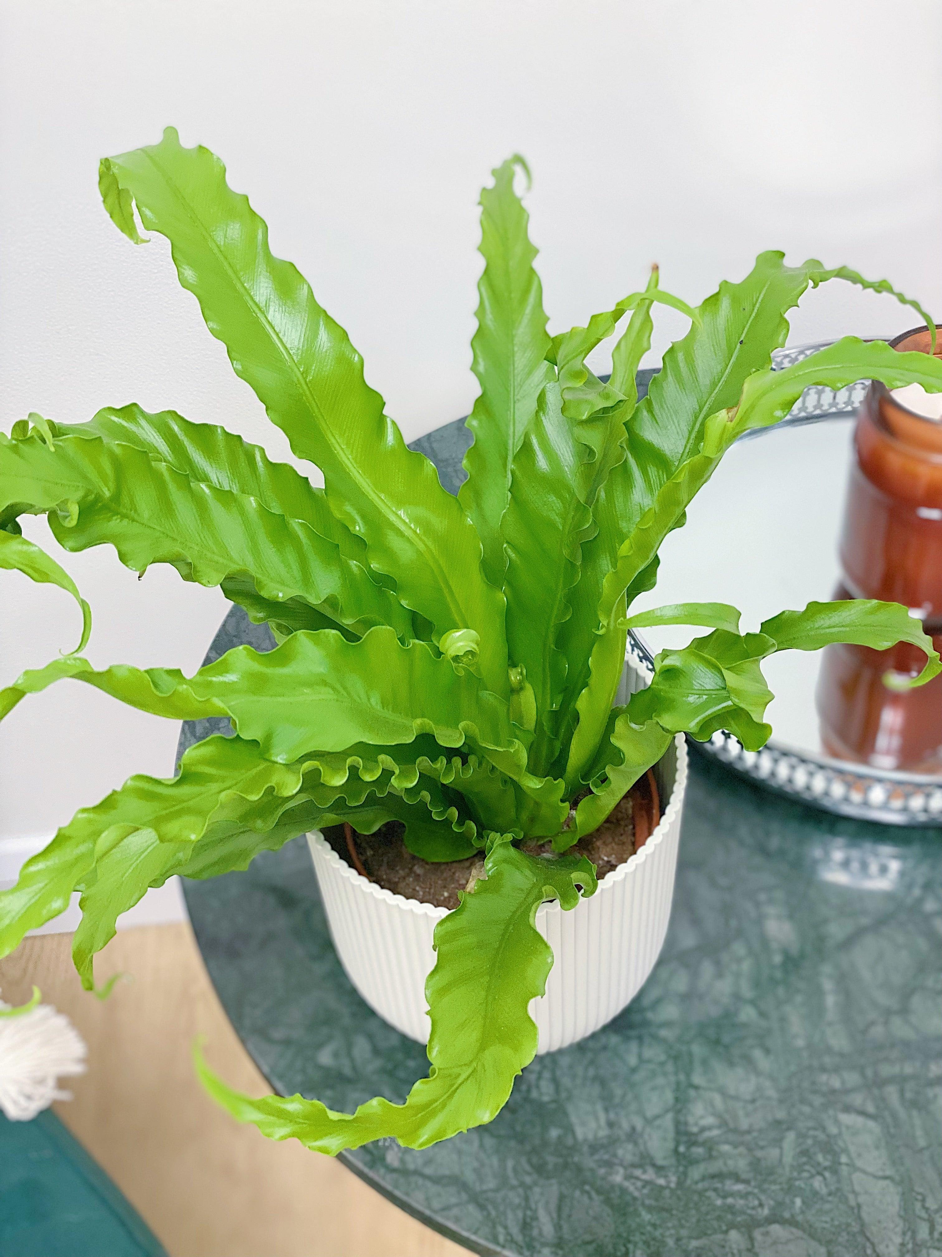 bird's nest fern osaka Asplenium Antiquum Osaka | Birds Nest Fern