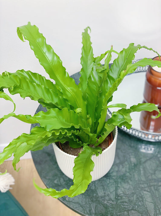 Asplenium Antiquum Osaka | Birds Nest Fern - House of Kojo
