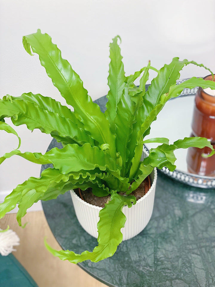 Asplenium Antiquum Osaka | Birds Nest Fern
